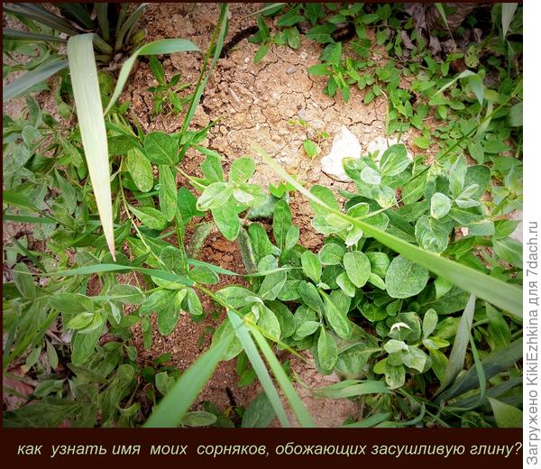 Вот этот  сорняк  пробирается  настойчиво в  мой  сад,  несмотря  на регулярную чистку  пространства...