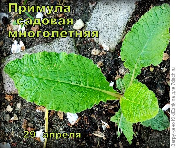 Ещё один  подарочный  росточек  из той же посылки!  В прошлом  сезоне таким  тщедушным  казался, а вот сейчас вижу-  уже  бодрячком!  Перезимовал и Слава Богу!