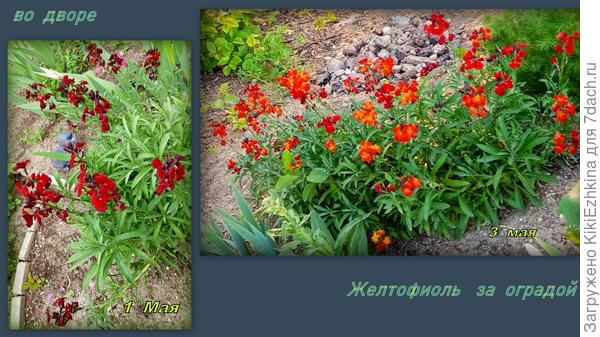 За  оградой  грядочку ополовинили - выкопали...  Надеюсь, хоть с остатков семена  смогу  собрать...