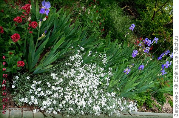 Кентрантус  цветёт  довольно продолжительно и к тому же  как минимум двумя волнами (сейчас началась весенняя волна цветения)... Потом небольшой  перепывчик и  начнётся весенняя  пора цветения...
