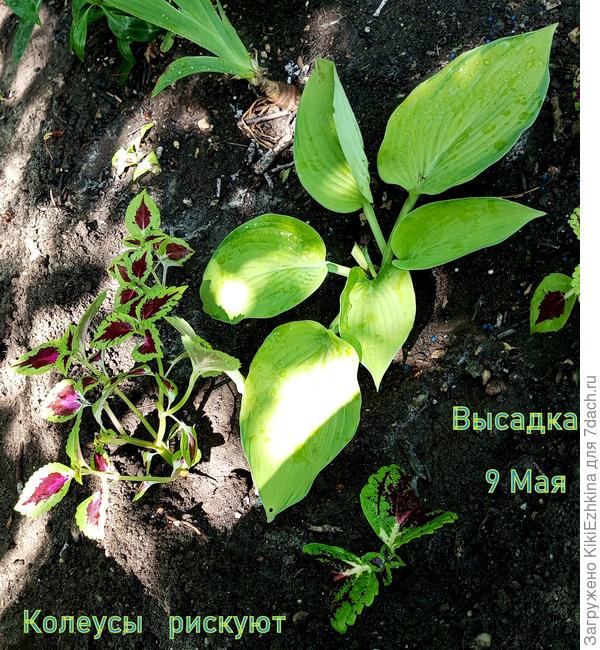 Если эти листики пожухнут- потом придётся им очень долго восстанавливаться из пазух-новой листвой!