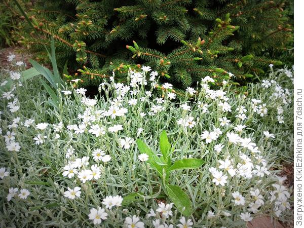 Этот клочок  земли  круглый  сезон пропалывается уже 5 лет и вот  откуда ни возьмись  среди  зарослей  Ясколки Биберштейна  всё-таки вырос этот  всюду-проникающий  сорняк!