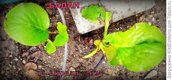 Вышел Бадан  по весне-  доставил  мне большую радость!