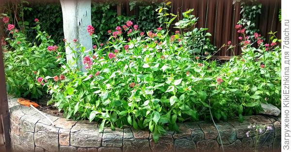 Выбирала это растение с той целью,чтобы оно у меня с террасы  свисало  плетями. Однако сейчас вид растений  после весенней  обрезки-обновления, свисать начнут позднее-когда снова отрастут...