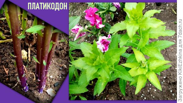 Я заметила,  что в первом  сезоне   у меня были высажены однокорешковые ростки, а  в этом году  из каждого места роста уже поднялось   по несколько стволов...