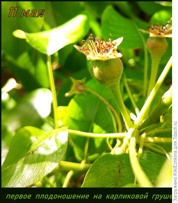 Теперь будем  наблюдать за  своим сокровищем!  Эта  карлица у нас - единственная!