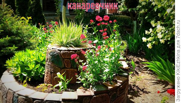 А   разрастающиеся  кочки  делю  и размещаю за  оградой  в  горшках...  Даже  за оградой опасаюсь   заселить                          в  свободной   земляной делянке :  потом от него не  спасёшься!