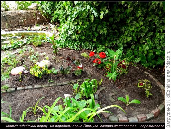 Недано высаживала я  вокруг Пеларгонии  вынесенные из оранжереи Колеусы и все эти однолетники расселись  рядом с многолетней  героической  Примулой, которая  стойко перенесла нашу крымскую зиму  и сейчас сидит бодрячком!