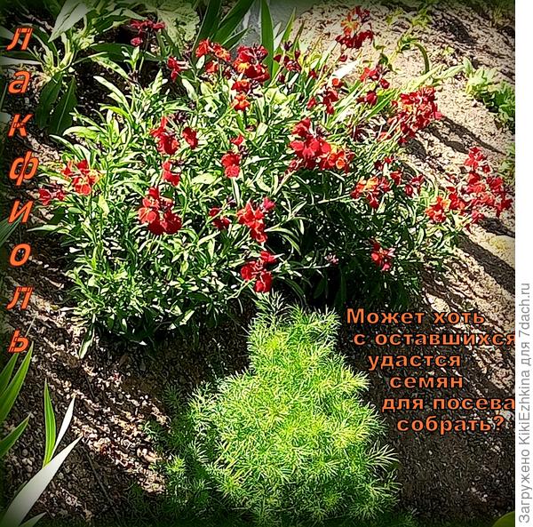 Однако  моя  небольшая  печаль  компенсирована большой  радостью!  Среди подаренных мне жёлтых Ирисов  сегодня абсолютно неожиданно расцвёл мрачно-тёмно-свекольный  (пока  единственный)...  Сюрприз, однако! :)