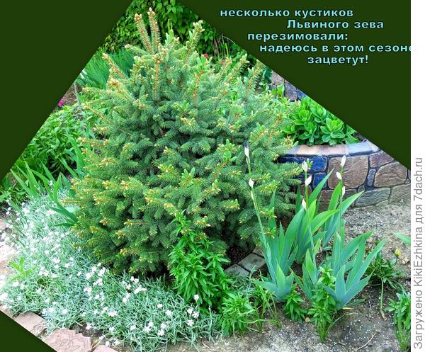 Это уже  третье, предложенное  Львиному Зеву  место для  произрастания в нашем саду! Первые семена не взошли. Второй посев рос и цвёл на Горке-улитке (2 кустика)...