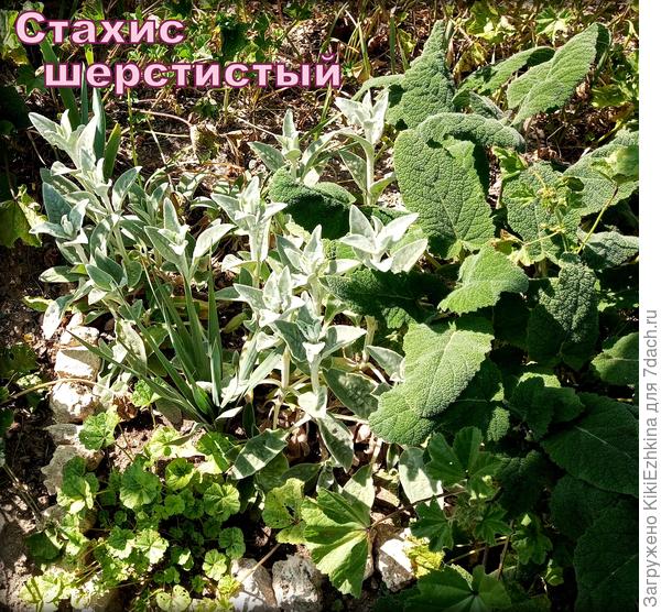 А мамочка этого Стахиса приехала ко мне в Севастополь из Питера! Правда сама долго не прожила на моей горке -улитке... А отпрыски сейчас резвятся за оградой сада... Надо бы частично в сад пересадить...