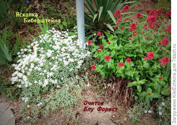 Именно таким образом  Ясколка была высажена  на голый  щебень, набросанный  мной на  бетонную   подставку    стойки  дорожного знака.  Закрывать  гору  щебёнки  пришлось Ясколке и Очиткам...  Пока ещё  шапка   почвопокровников  по щебню только разрастается... Но смотрится уже намного лучше,чем голое  бетонное  пятно у  края  тротуара...