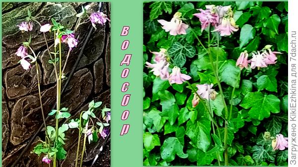 Нашёл место для Водосборов  вокруг нашего прудика...