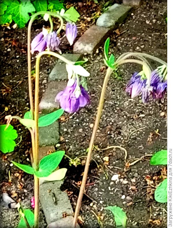 Один из пересаженных слегка  &quot;заскучал&quot;, надеюсь мы  его   приободрим  постепенно: шланг с водой рядом!  :)