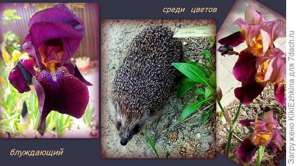 Вот такой  бордово-свекольный  Ирис. В жизни он несколько мрачнее по окрасу...  А  Индейских  вождей  у меня   теперь насажено полно и частично они уже  цветут...