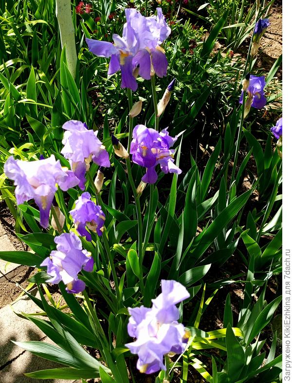 Ирис бородатый  сиреневый... Коренной  севастополец  :)