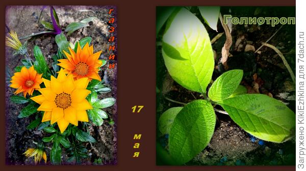 Газании - из  профессионального   парника , а  Гелиотроп - с  моего подоконника (когда он  взошёл я  своим  глазам не поверила, однако - вот уже сидит на клумбе!)  А  когда же  цветения  дождёмся?