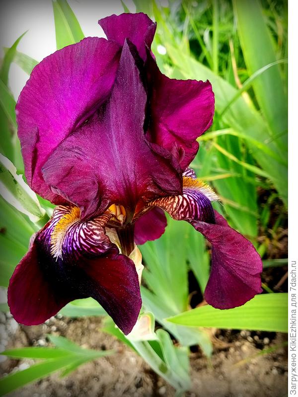 Новичок моего зазаборья... Хотя цвет его на самом деле несколько темнее и мутнее, фото точно не передаёт...