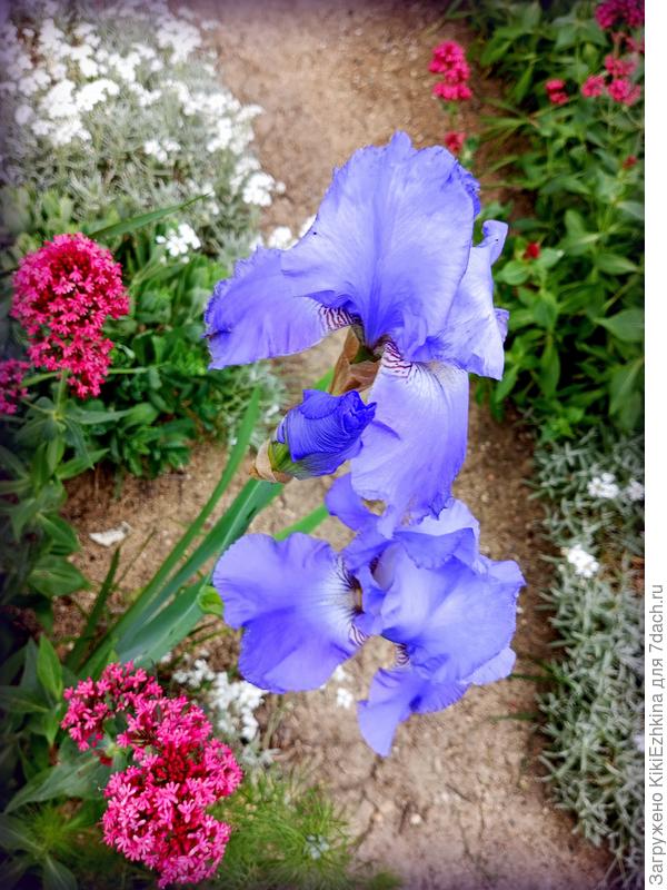 В жизни его окрас несколько  интенсивнее , на  фото несколько высветлен...