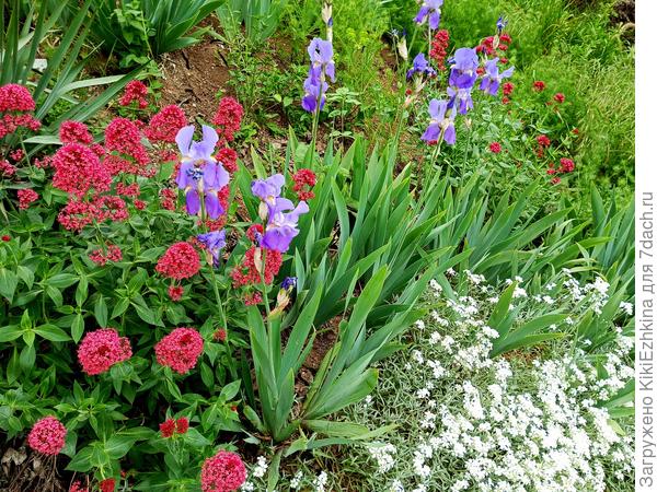 Кентрантус  меня   восхищает  всё  больше с каждым годом !