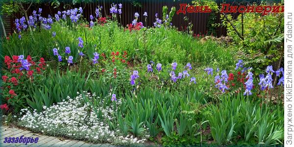 В этом году  уже  просматриваются  некоторые  результаты  моих усилий,  хотя  пропалывать своевременно не успеваю!