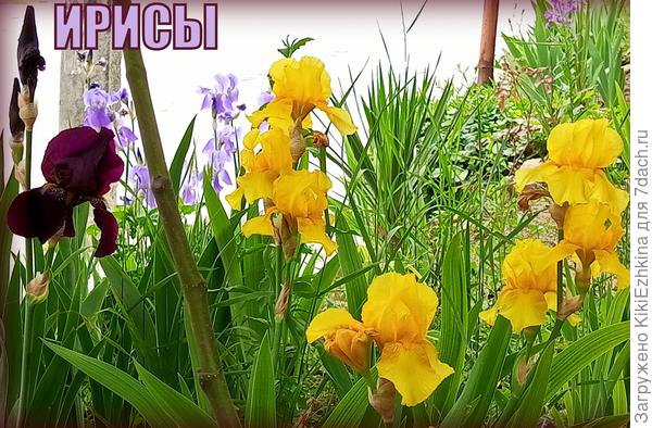 Как можно не любоваться такой красотой? :)