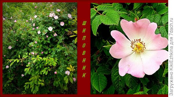 Месяц май радует пышным цветением всегда, но в этом году- особенно...