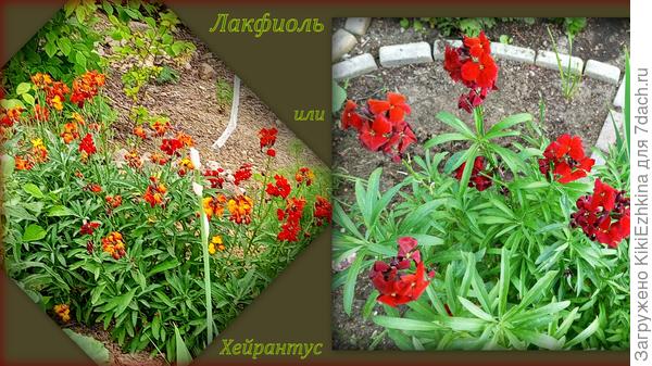 Семена собирались вот с такого маточного куста- как справа... Посеяла за оградой - а там выросли многочисленные рыжики и среди них один марганцовочный! Что-то я его фотку не смогла отыскать... Удивил меня очень!