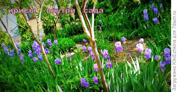 Когда ещё никого не знали, и денег на сад в бюджете не было: пришлось высадить те семена,которые были в старом саду- под рукой...