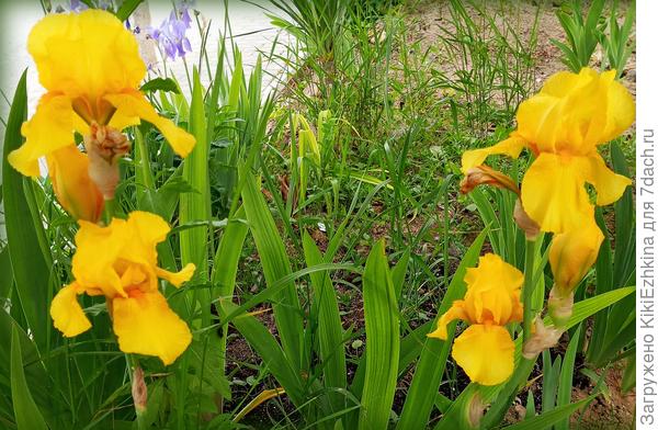 А вот эти жёлтые  Ирисы  уже  сортовые, подаренные  через несколько лет проходящими мимо  моего Зазаборья   неравнодушными  соседями :)