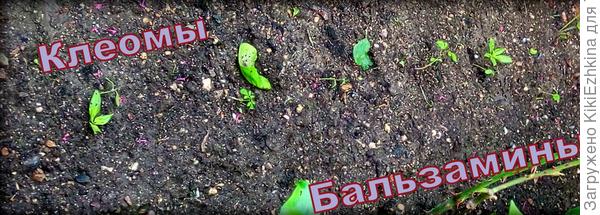Клеомы пока очень маленькие  и очень тоненькие... :)
