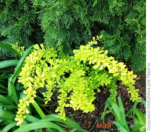 Из множества семян, и нескольких   проросших   ростков   выжил вот этот единственный  кустик, который  я  не  трогала с  места  посева. Так он  и оказался  приёмным  сынком  под  молоденькой  Туей...