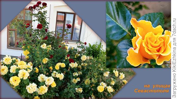 И  вот такое  буйство то тут,  то там!