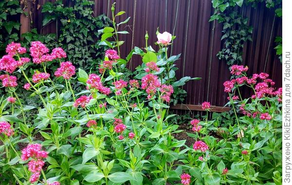 Сначала  на этой  террасе были высажены  розы, из который  выжила только эта бледно-розоватая... Остальные перешли в подвой, который  даже не цвёл, долго пришлось его выкорчёвывать и  чистить почву...  Край  террасы  хотела опушить  Обриетой,  однако та  почему-то  на этом  месте расти не захотела. Пришлось высадить неубиваемый  Кентрантус, а  он   побеждает  всех! В итоге- розочка  как сиратинушка  среди  бушующей  Валерианы  красной!