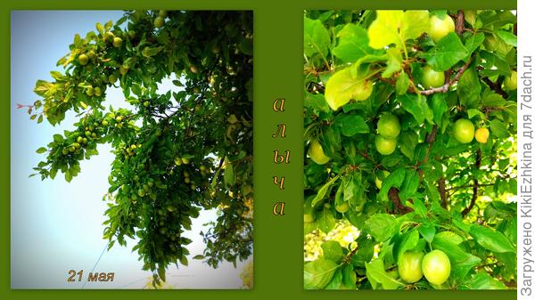 Эта уличная   алыча в этом году  раскинулась невероятно широко  и  отлично плодоносит, видимо  прошлогодние  поливы  ей  понравились...