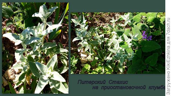 Приветик  вашим  Стахисам  от наших...