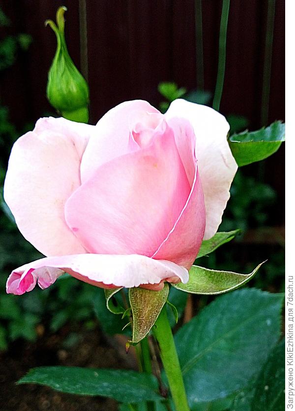 А эта  скромница  из моего сада!  Стойко выживает в условиях моего сада!