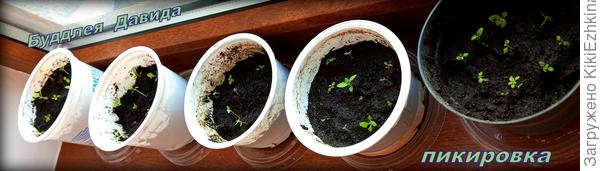 Снова пришлось собрать всякие стаканчики и  снова на  подоконник для начала...