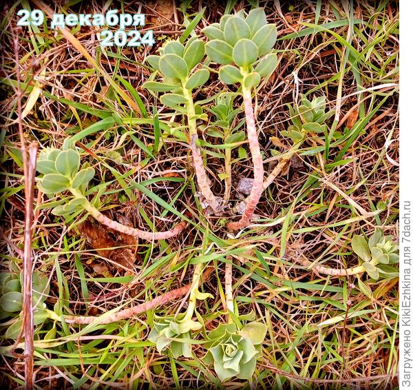 Молочай  ли это и как его правильно зовут?