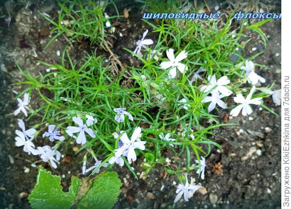 Наши  шиловидные  флоксы  в самой  начальной фазе развития!  Спасибо  семидачнице-подружке!  :)  Приехали  ко мне в  посылочке  две  маленькие и  тоненькие веточки- я  даже  сначала не поняла-что это за  растение :)