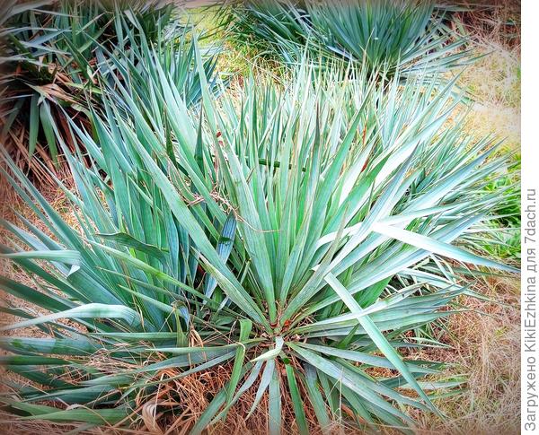 Вот эти красавчики просто растут на взгорке позле поликлиники...