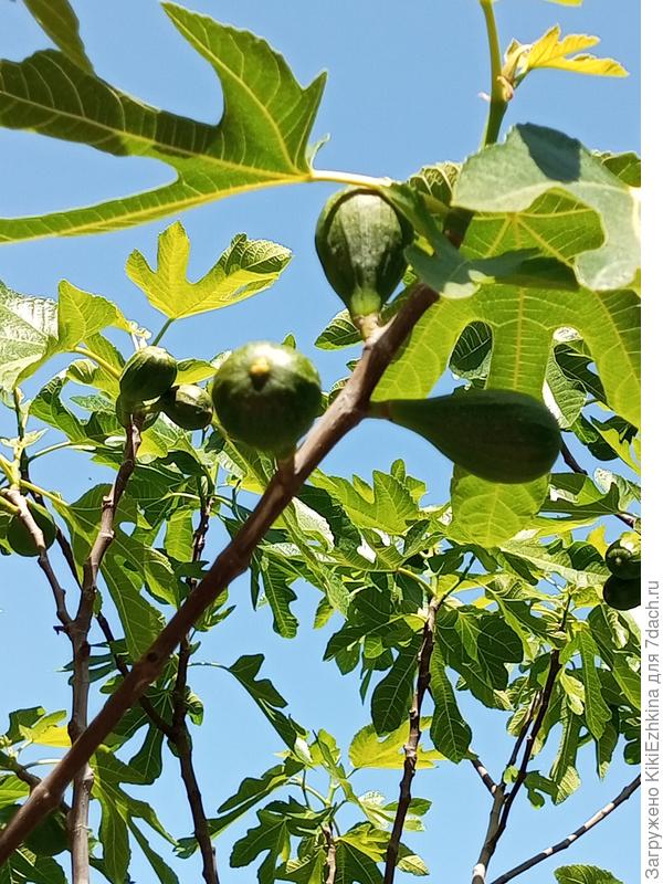 А  у  нас  во дворе...
