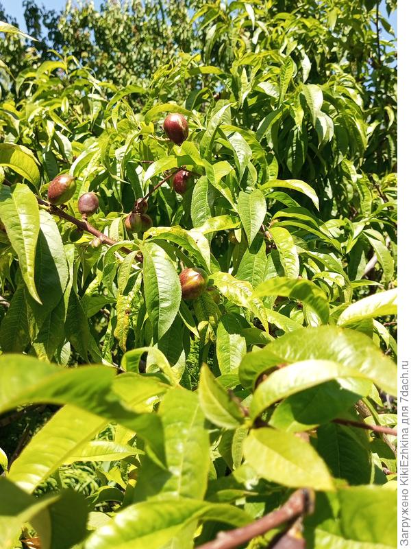 и  у  нас  солнышко  насыщает  нектарины  своей  энергией,а  им  немного повезло: одну обработку  &quot;Спасателем  роз&quot;  и  персики обработаны, а там  есть фунгицид- проив серых  и  чёрных   плесеней...