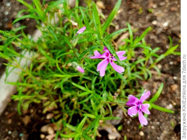 Вот такой  новый  сорт  шиловидного флокса завёлся в нашем саду... Надеюсь приживётся...