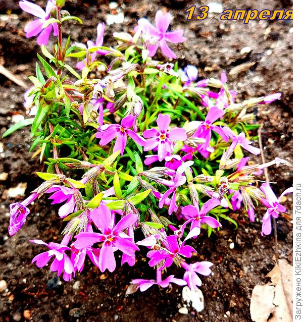 Через полтора месяца  цветение завершилось, стебельки  выглядят суховатыми...