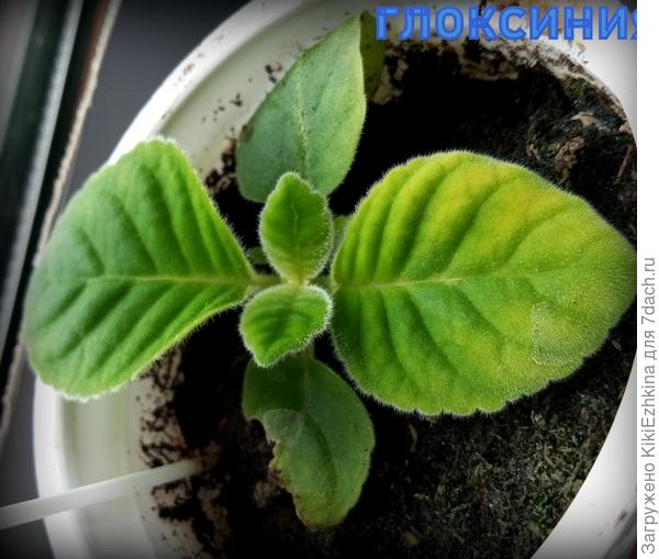 Сеяла  два  цвета - посмотрим,  какой  зацветёт первым!