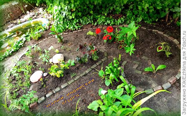 Эта  клумба  под сенью Вишни- систематически  выкапываю  прикорневую  поросль вишни- вылазит  повсеместно- вблизи  и на  значительном удалении! Как видите  широкий  пристволовой  круг содержится в чистоте- без сорняков и систематически  перекапывается и  рыхлится (из-за  ухода  за  цветочной  клумбой)...  Именно это место было ранее заболоченным и  позднее землю пришлось подлечить от засоления...