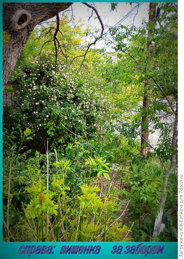 На  этом  месте  был куст из  усохших вишнёвых стволов... Расчистила, обрезала, здоровые  оставила и  поливаю , иногда- подкармливаю...