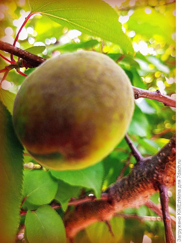 А вот этот абрикосик с  уличного дерева  напросился в объектив. Абрикосов  очень мало, т.к.  обычно  цветение приходится на момент когда  нет ни одной пчелы: остаются  цветы без опыления...  Появление  этих одиночных плодов  удивляет!