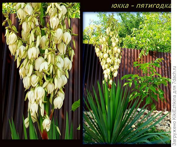 Праздник  под моим забором  ко Дню России :)